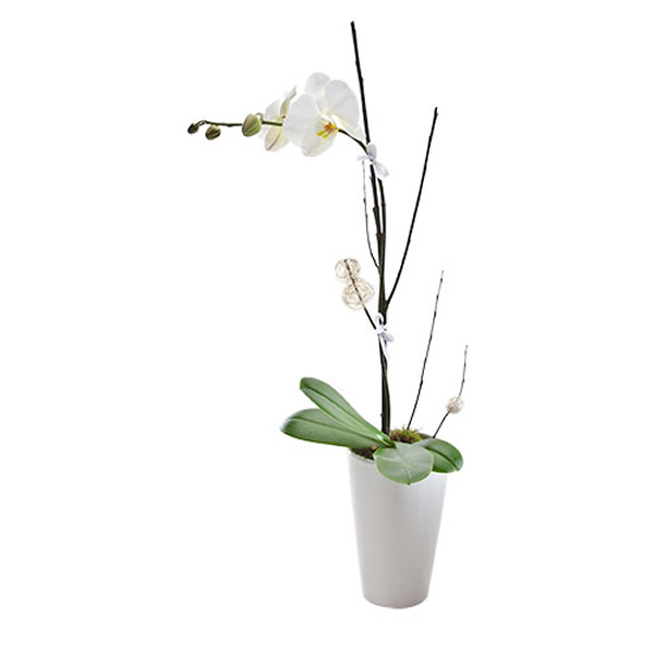 Exquisite Phalaenopsis Orchid Gift